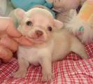 CHIHUAHUA, elegantes cachorros en venta