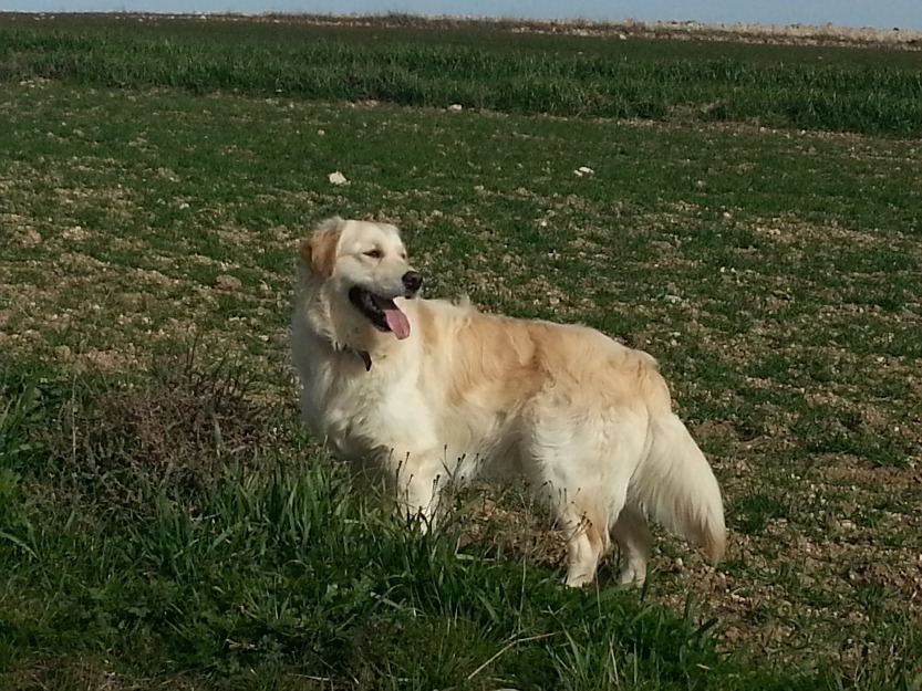 Golden retriever macho busca novia