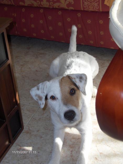 Novia para Parson Russell Terrier