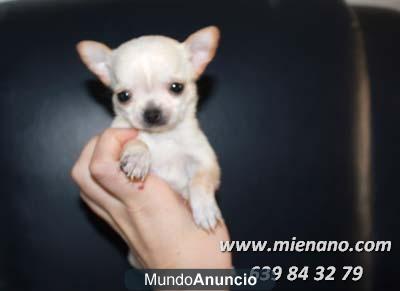 PERRITOS CHIHUAHUA TOY A UN SOLO CLICK