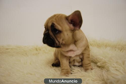 Preciosos Cachorros de Bulldog Frances con 2 meses en Color Fanw :::