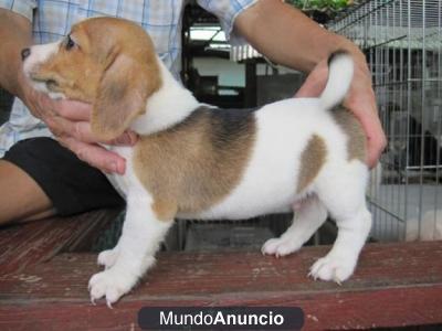 Regalo AKC Beagle cachorros