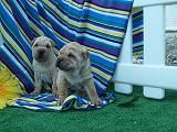 sharpei, espectaculares cachorros