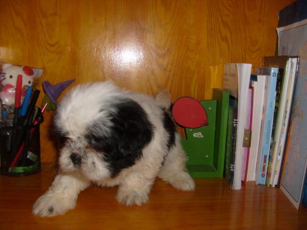 shih tzus con porte 300 euros