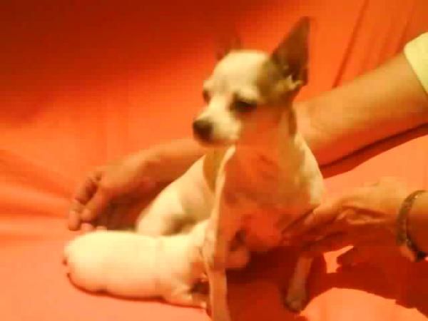 Vendemos cachorro macho Chihuahua