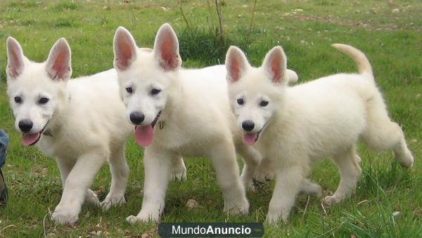 Cachorro hembra Pastor Blanco Suizo dispobible.