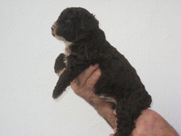 Cachorros de perros de agua Español