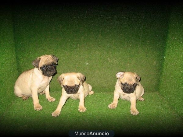 CARLINOS  CACHORROS   390 Euros :.