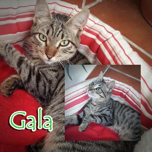Gala, gatita de 6 meses busca un buen hogar