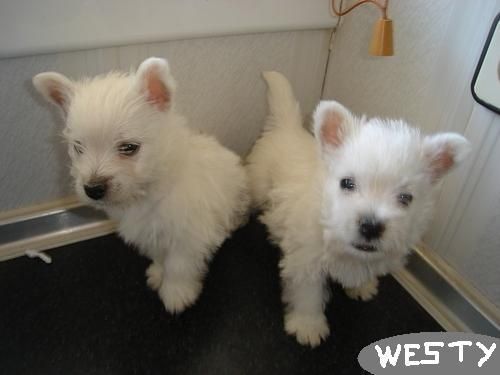 WESTY PRECIOSO CACHORROS POR 400 EUROS