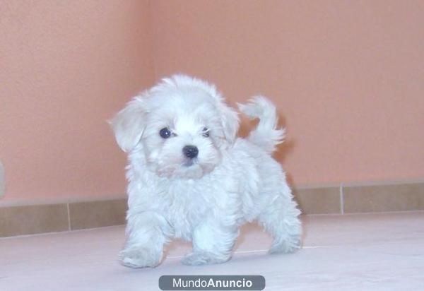 BICHON MALTES -- TOY DISPONIBLES