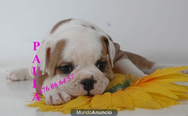 Bulldog ingles, impresionantes cachorros