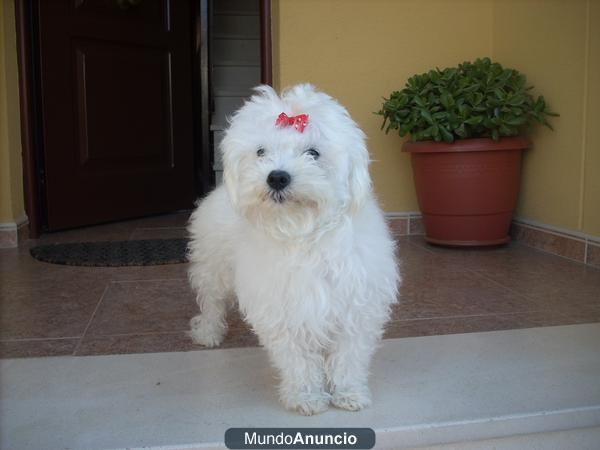 CACHORRITOS DE BICHON MALTES ,PRECIOSOS