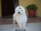 CACHORRITOS DE BICHON MALTES ,PRECIOSOS - mejor precio | unprecio.es