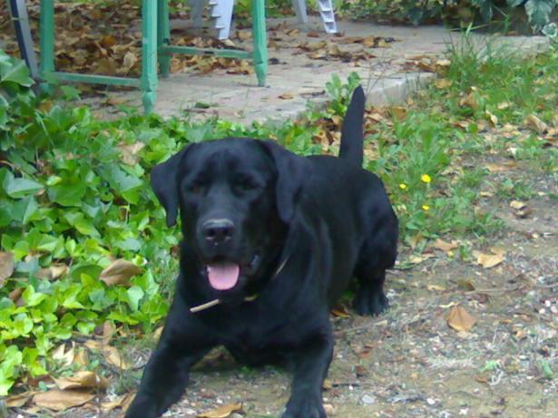 MAGNÍFICO LABRADOR RETRIEVER SE OFRECE PARA MONTA