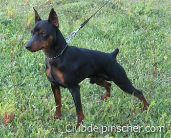 pinscher miniatura vendo  o cambio