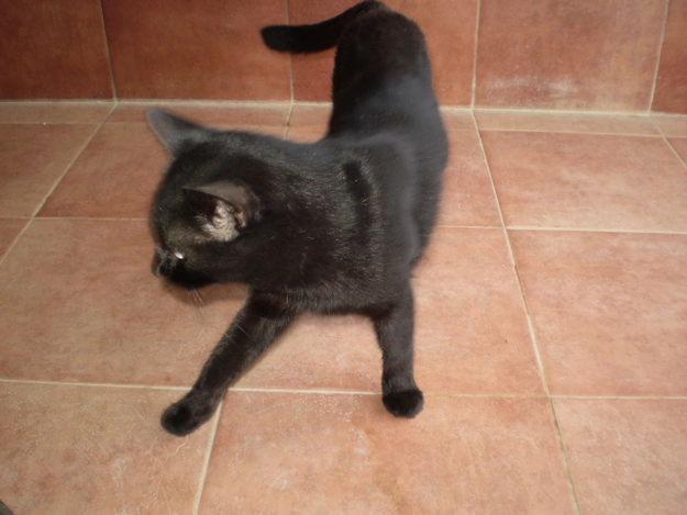 PRECIOSOS GATOS NEGROS DE LA SUERTE, NECESITAN ADOPCION