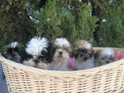 SHIH TZU DE MUY BUENA CALIDAD 290 EUROS