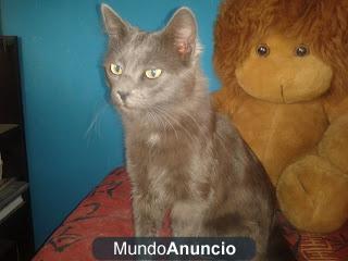 Silver, azul ruso jovencito en adopcion