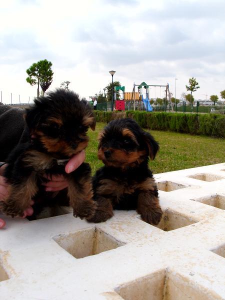 YORKSHIRES TOYS CACHORROS DE CALIDAD, VEN A VERLOS SIN COMPROMISO