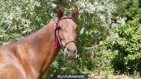 CARTUJANA CASTAÑA 4 AÑOS