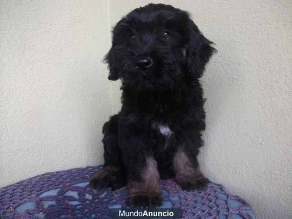 GOS D´ATURA CATALÀ. CACHORROS. PASTOR CATALÁN.