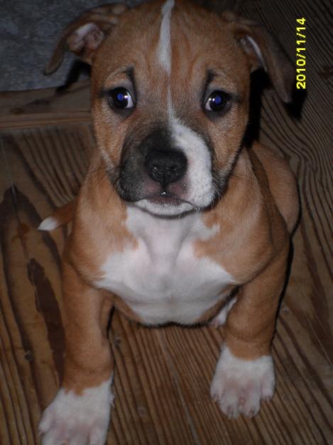 AMERICAN STAFFORSHIRE TERRIER