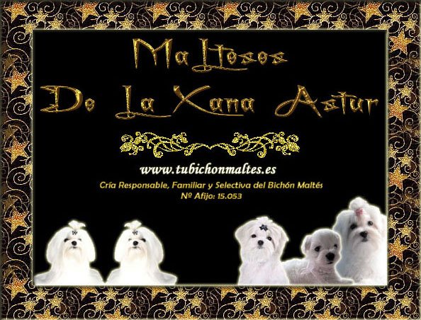 Bichon maltes - Malteses De La Xana Astur