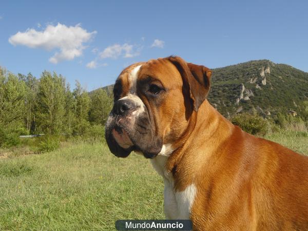 boxer macho para montas