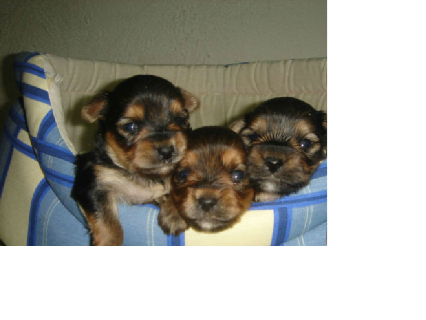 cachorritos de yorkshire terrier