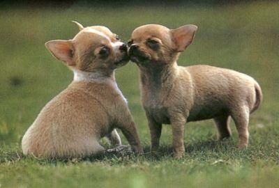 cachorros de chihuahua cabeza manzana, 2 meses