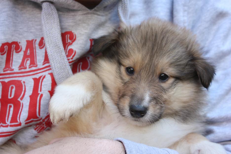 Cachorros rough collie