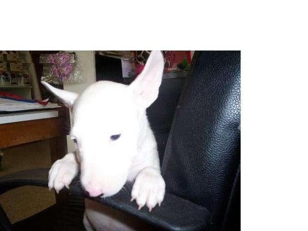 Excelente Bull terrier cachorro en busca de una familia