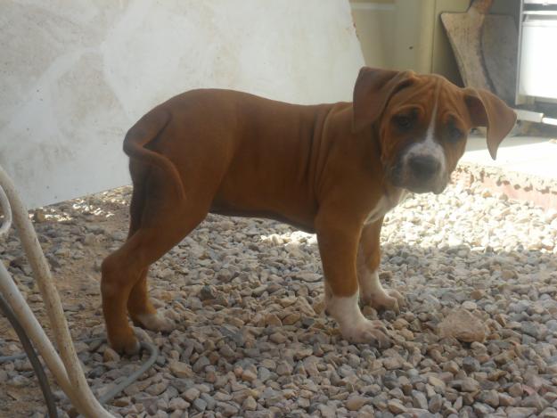 HEMBRA DE AMERICAN STAFFORDSHIRE TERRIE