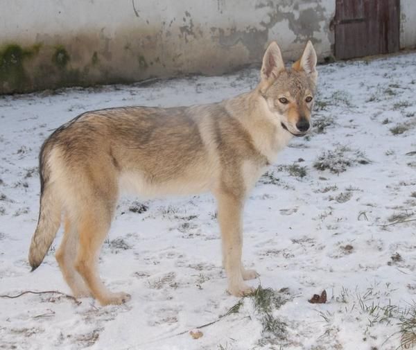 Perdido Perro Lobo en Malaga