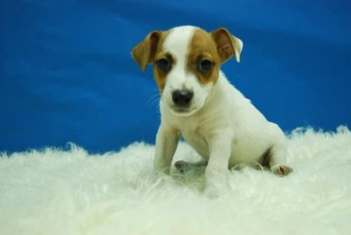 Perritos de Jack Russel Cachorros en Plena Vida Disponibles // www.animalflower.es