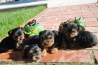 Preciosa camada Yorkshire terrier, muy pequeños. - mejor precio | unprecio.es