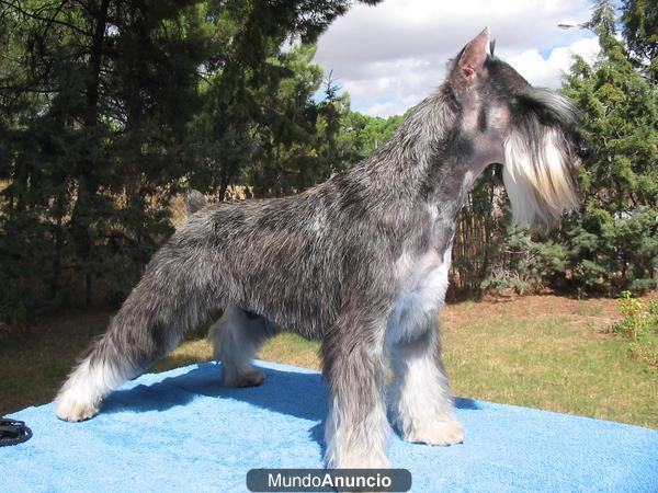 Schnauzer mini variedad sal y pimienta Cachorros