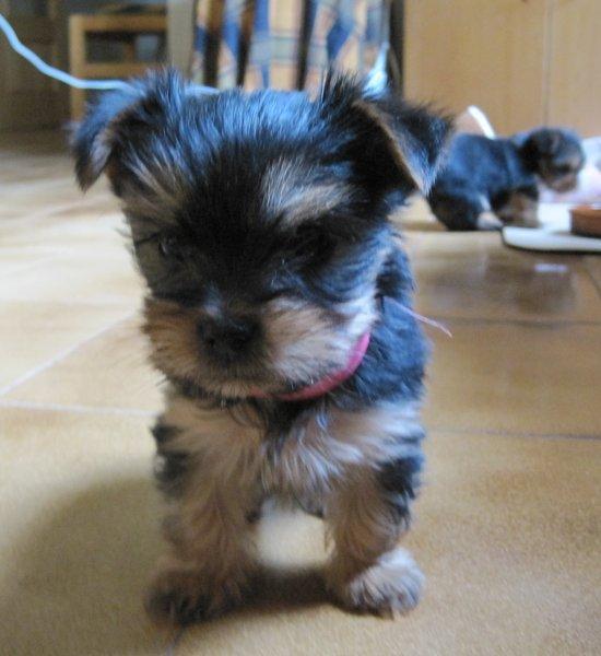 Vendo yorkshire terrier