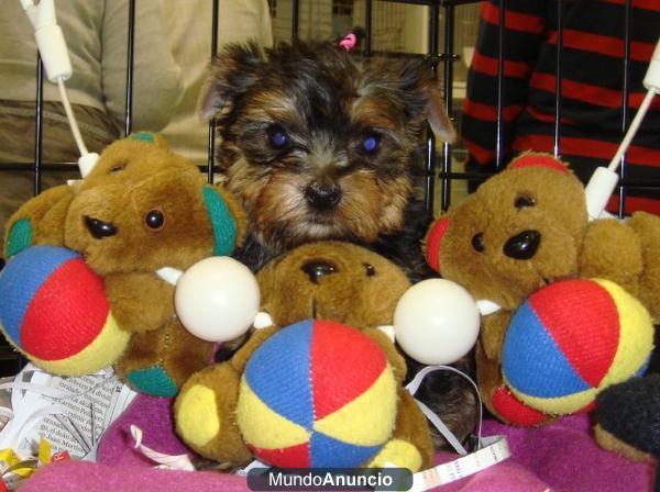 yorkshire terrier minis