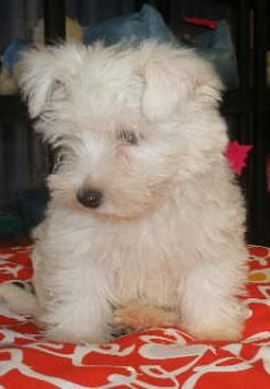 Bichon maltes, adorables y cariñosos cachorros