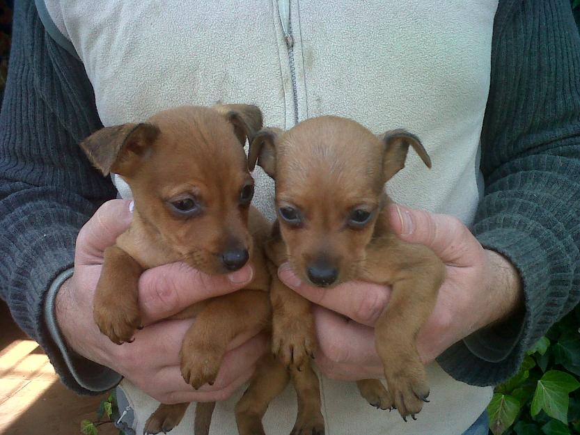 cachorros de pinscher