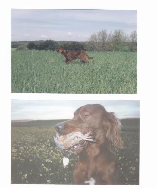 Cachorros de SETTER IRLANDÉS, SETTER INGLÉS, POINTER