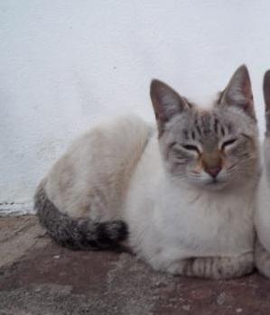 Gatita 6 meses mezcla comun con siames, buena y cariñosa busca familia