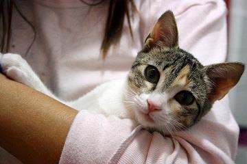 Kendra, preciosa y mimosa gatita tricolor de 6 meses. ( Mayo del 2013) Álava