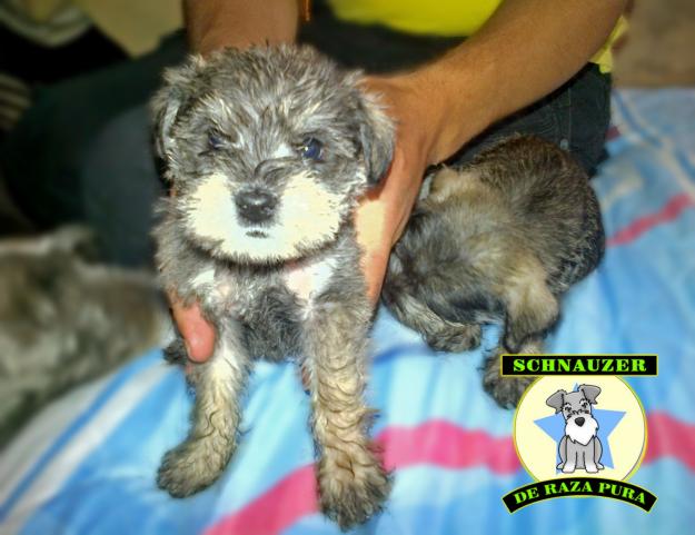 Venta de perros schnauzer de raza pura