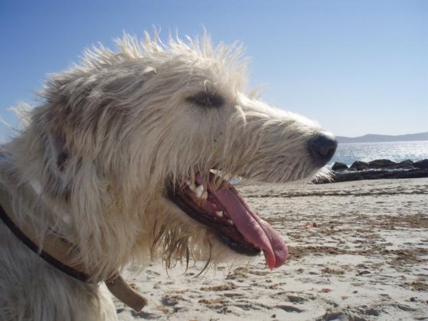 IRISH WOLFHOUND - LOBERO IRLANDÉS