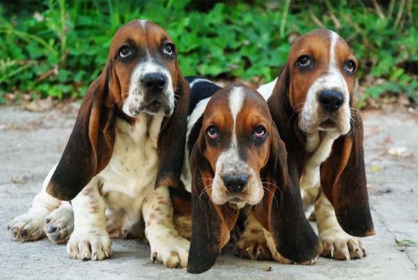 Basset hound, económicos y excelentes