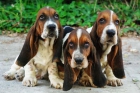 Basset hound, económicos y excelentes - mejor precio | unprecio.es