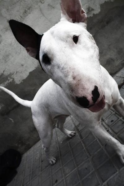 bull terrier para monta